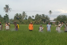 Waspadai Serangan Hama dan Penyakit, DKPP Pesisir Barat Optimalkan Penyuluhan