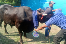 93 Hewan Kurban untuk Warga,   Eva Dwiana: Pemerintah Harus Hadir 