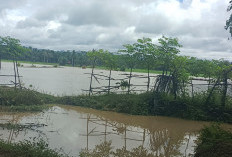 Inventarisasi Tanaman Padi,  DKPP Imbau Petani Laporkan Dampak Banjir