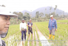 Hujan Mulai Datang, Kepala BPP Kebun Tebu Ajak Petani Sawah Antisipasi Serangan Hama