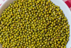 Tempe Kacang Hijau: Kandungan Gizi, Manfaat, dan Cara Membuatnya