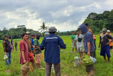 Gencarkan Gerdal OPT Tikus, DKPP Pesbar bersama Petani Turun ke Sawah