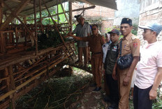 Dukung Usaha Peternakan, Pekon Gedung Surian Salurkan Bantuan Kambing