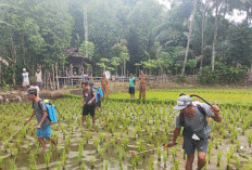 DKPP Intensifkan Gerdal Cegah Gagal Panen Padi