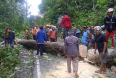 Lagi, Lima Titik Pohon Tumbang Terjadi di Jalan Liwa-Krui