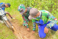 Warga Pergoki Harimau Memangsa Babi Hutan