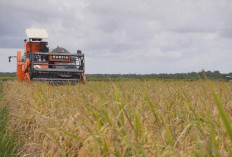  Produksi Beras RI Tembus Rekor Tertinggi dalam 57 Tahun, Capai 4,2 Juta Ton