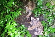 Dua Anak Harimau Sumatra Lahir di Barumun, Tanda Keberhasilan Konservasi