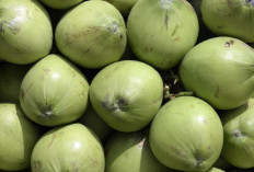 Siapa Saja yang Dianjurkan Rutin Minum Air Kelapa? Ini Daftarnya