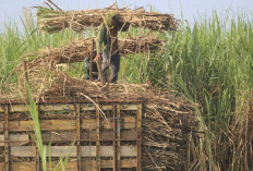 Pemerintah Bidik Perluasan Lahan Tebu hingga 100 Ribu Hektar 