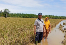DKPP Inventarisasi Lahan  Pertanian Terdampak Banjir
