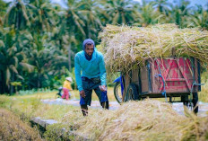 Penyederhanaan Klasifikasi Beras Dinilai Ancam Penggilingan Padi Kecil