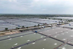Ekspor Tilapia RI Punya Peluang Besar di AS-Eropa, Brasil Jadi Ancaman