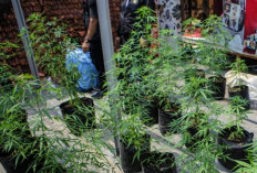 Tanam Ganja di Atap Rumah, AJ Gunakan Marketplace untuk Beli Bibit