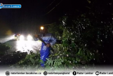 Pohon Tumbang di KM 22 Kubuperahu, Arus Lalulintas Liwa-Krui Terganggu  