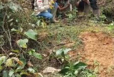 Waspada Harimau!  Petugas Pasang Kamera dan Spanduk  Peringatan di Wilayah Rawan Serangan