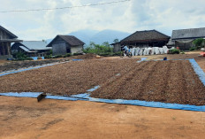 Menjelang Agustus,  Harga Kopi Robustra Naik Tipis 