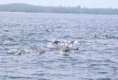 Ke Pulau Pisang Bisa Bertemu Lumba-lumba