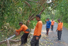 Lagi,  Tiga Titik Pohon Tumbang Terjadi 