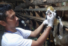 Sapi Kurban Pesbar Diminati Luar Daerah