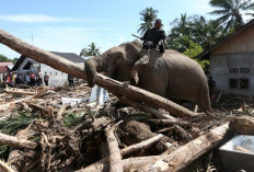 Empat Gajah Dikerahkan Bantu Pemulihan Pascabanjir, BKSDA Aceh Tegaskan Prosedur Ketat
