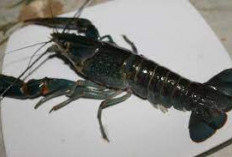 Penemuan Spesies Baru Lobster Air Tawar di Habitat Aslinya