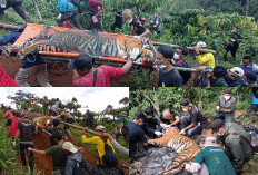 Harimau Sumatera Tertangkap  Berhasil Dievakuasi Petugas