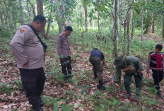 Seekor Harimau Kembali Terlihat di Pekon Rawas