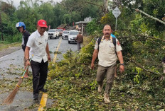 Pohon Tumbang di Jalan Lintas Liwa-Batuketulis