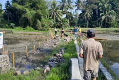 Program Ketahanan Pangan, Pajar Bulan Bangun Jalan Usaha Tani