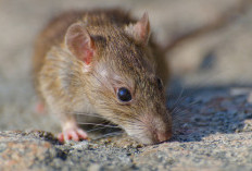 Masih Menjadi Ancaman, Petani Diimbau Waspadai Serangan Hama Tikus