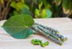 Brotowali: Ramuan Herbal Penuh Manfaat Tanpa Rasa Pahit yang Mengganggu