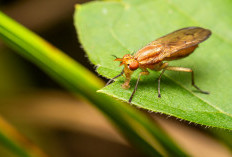 Waspada Serangan Lalat Buah Pada Tanaman