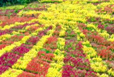 Menikmati Keindahan Bukit Sion Pringsewu, Wisata Alam Taman Celosia yang Memukau