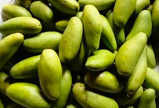 Nutrisi dan Manfaat Mangga Golek Bagi Kesehatan