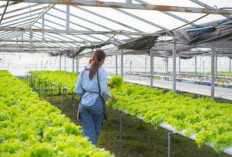 Metode Bertanam Urban Farming, Solusi di Lahan Terbatas