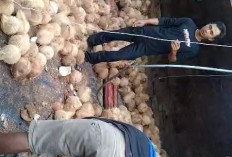 Mobil Bermuatan Kelapa Terguling di Tanjakan Pampangan Jalur Sukabumi-Suoh