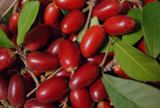 Miracle Fruit, Buah Unik dengan Beragam Khasiat