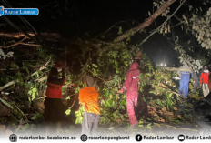 Hujan Deras, Jalan Liwa - Krui Dilanda Longsor dan Pohon Tumbang