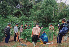 Teror Harimau di Suoh-BNS, BKSDA Tambah Kandang Jebakan