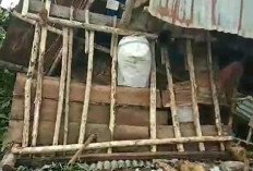 Kawanan Gajah Mengamuk,  10 Rumah Warga Rusak Parah