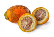 Manfaat dan Risiko Buah Pinang untuk Kesehatan