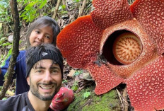 Peneliti BRIN Ungkap Temuan Baru Rafflesia hasseltii, Habitat Bengkulu Makin Produktif