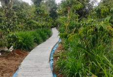 Warga Talang Ilir Bumijaya Nikmati Akses Jalan Usaha Tani Mulus 