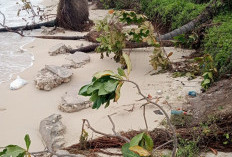 Lagi, Abrasi Pantai Terjadi di Pulau Pisang