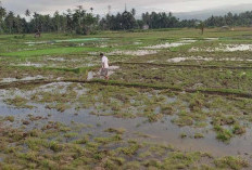 Realisasi Tanam Padi di  Pesbar Capai 5.789 Hektare, Musim Rendeng Berjalan Optimal