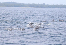 Bekunjung ke Pulau Pisang, Jika Beruntung Bisa Bertemu Lumba-Lumba