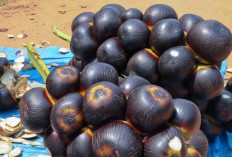 Manfaat Buah Lontar untuk Kesehatan: Kaya Serat dan Nutrisi