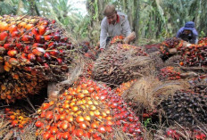 Indonesia Menang Gugatan Lawan Eropa di WTO Masalah Diskriminasi Sawit  