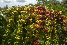 Produksi Kopi Di Pesisir Barat Turun, Hingga September Baru 1.335 Ton